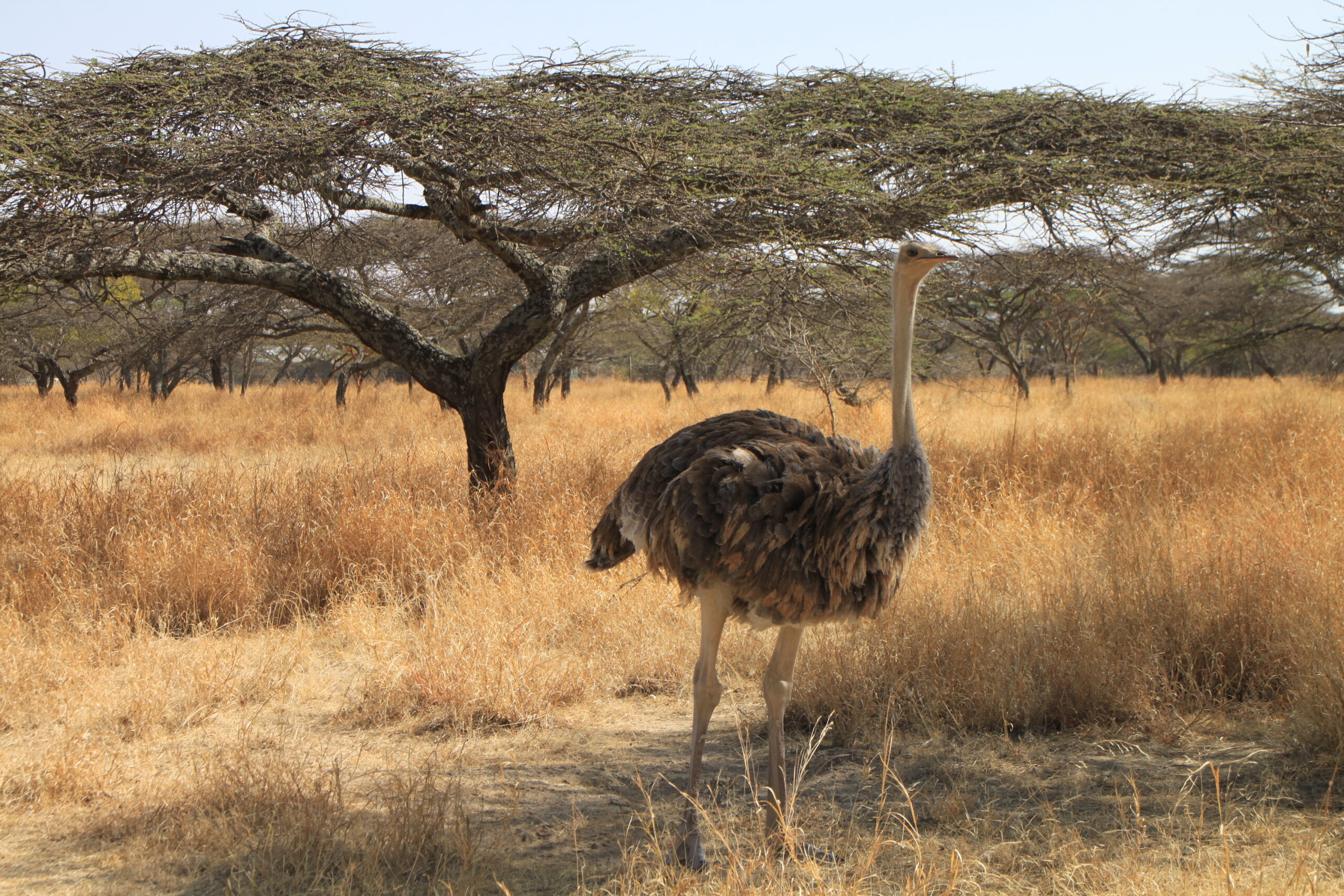 ethiopia_09_lake_langano_3955