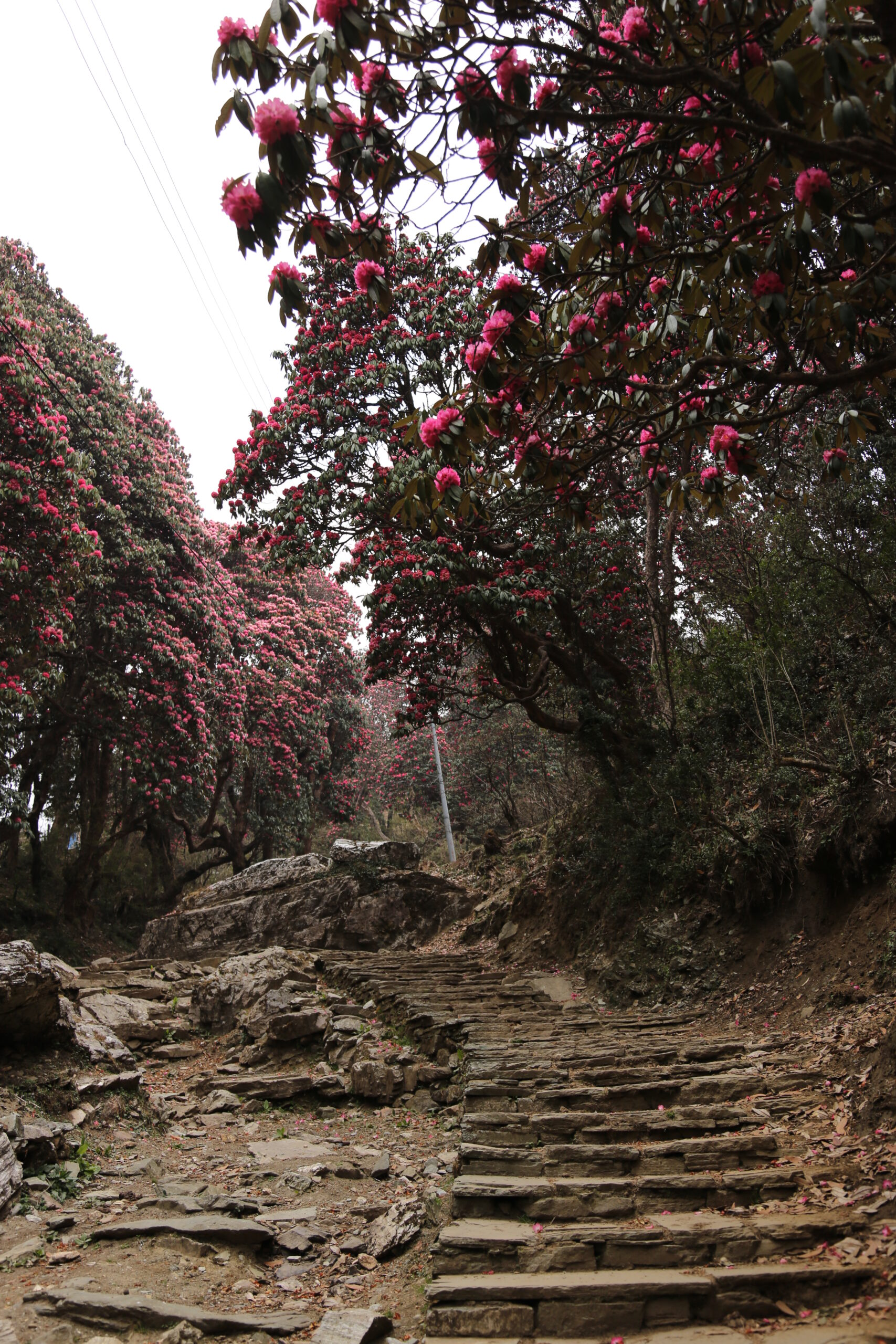 nepal-05138-130416-schacketrek2